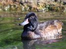 Black-Headed Duck (WWT Slimbridge May 2015) - pic by Nigel Key